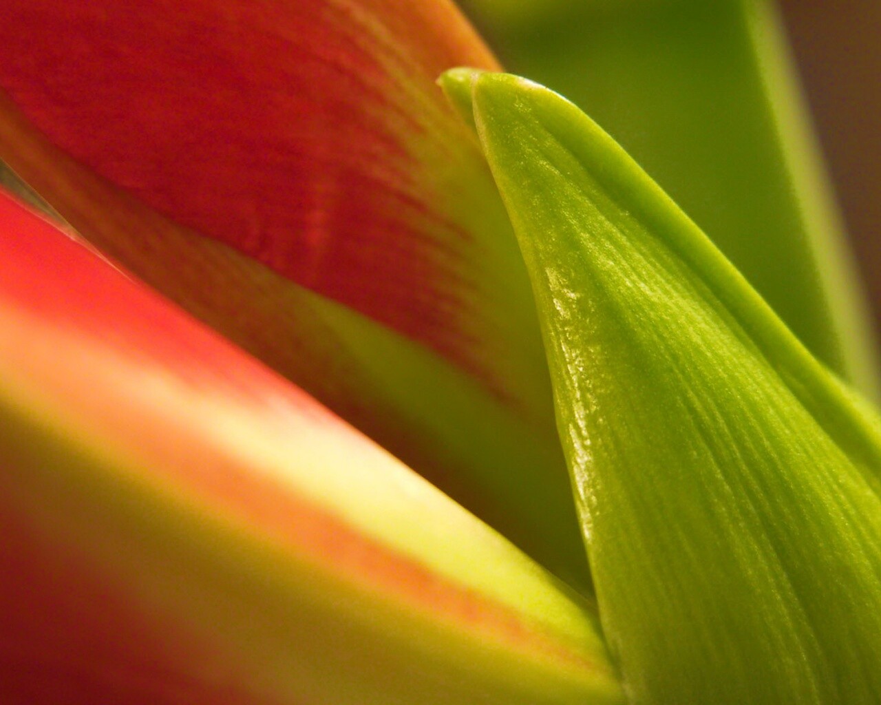 Макро фото цветка обои