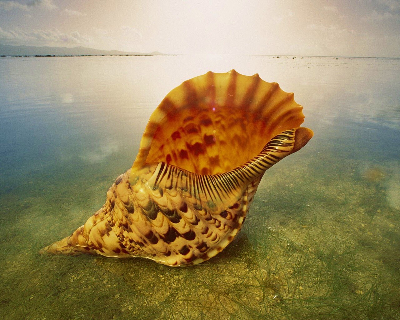 Морская раковина обои