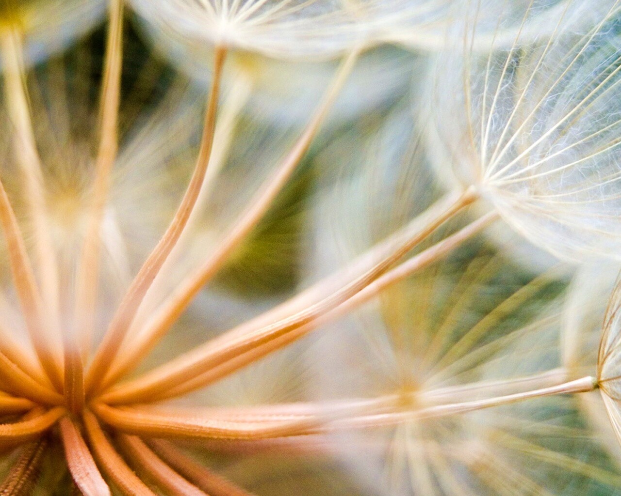 Одуванчик макро обои
