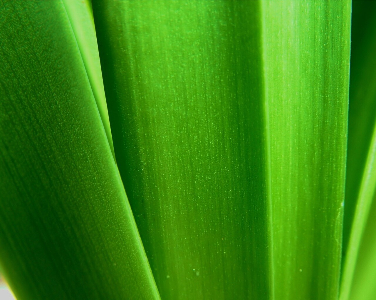 Сочная травинка обои