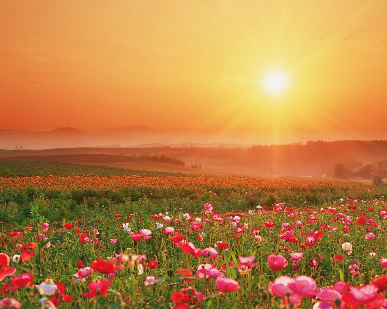 Цветущие поля обои