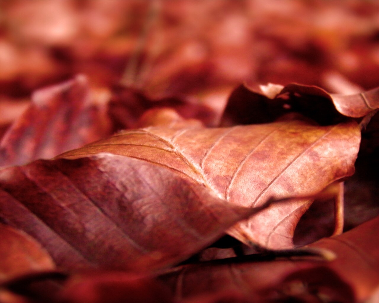 Мертвые листья обои