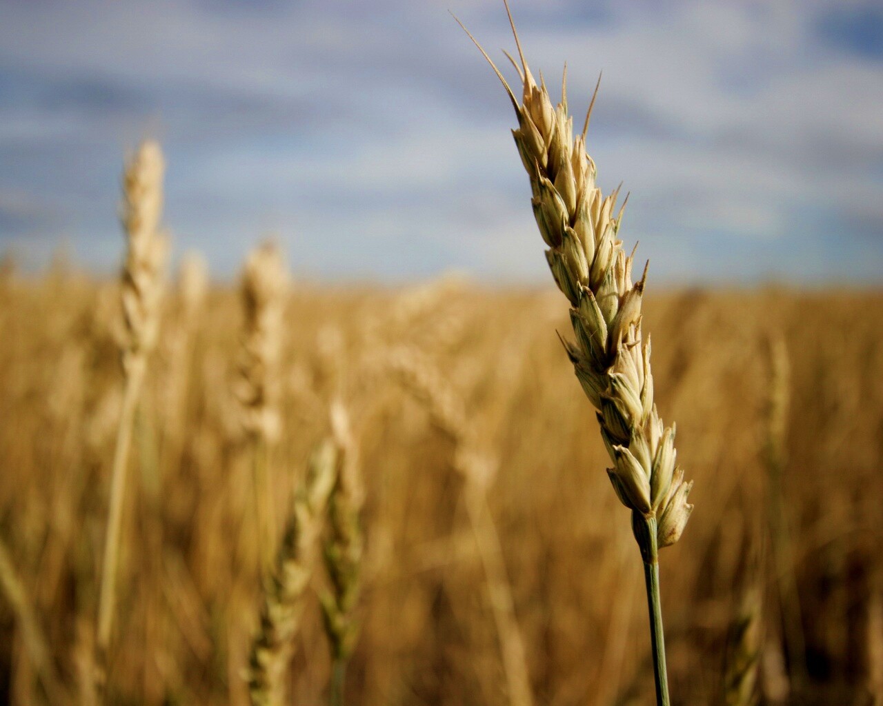 Колосок обои