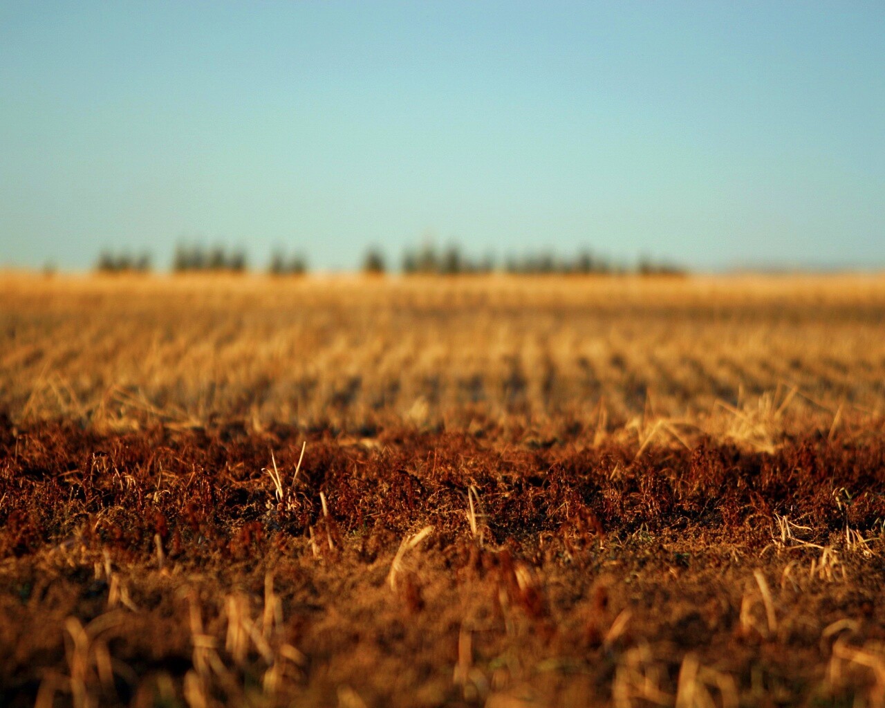 Поле перед вспашкой обои