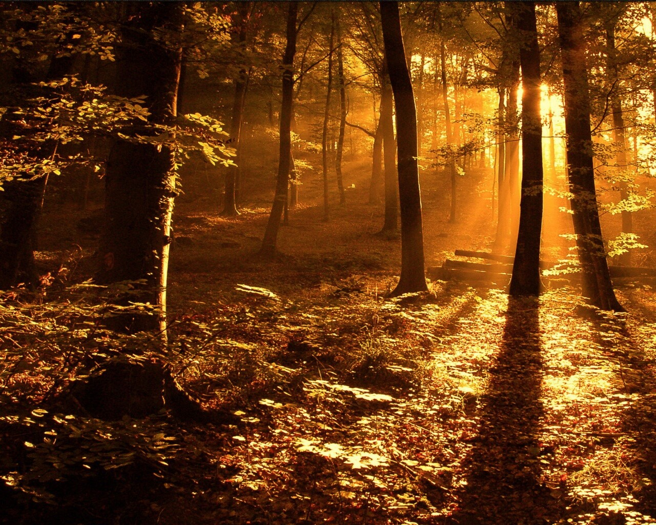 Лес в золотом сиянии обои
