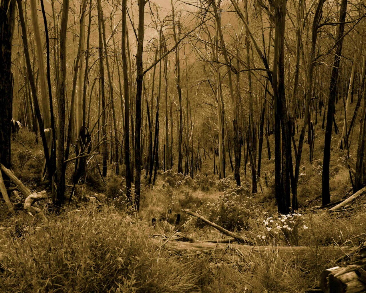 Мрачная чаща обои