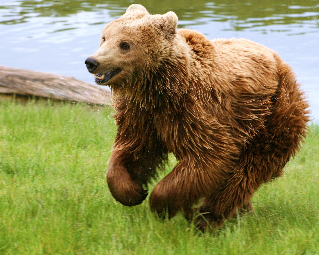 Мокрый мишка обои