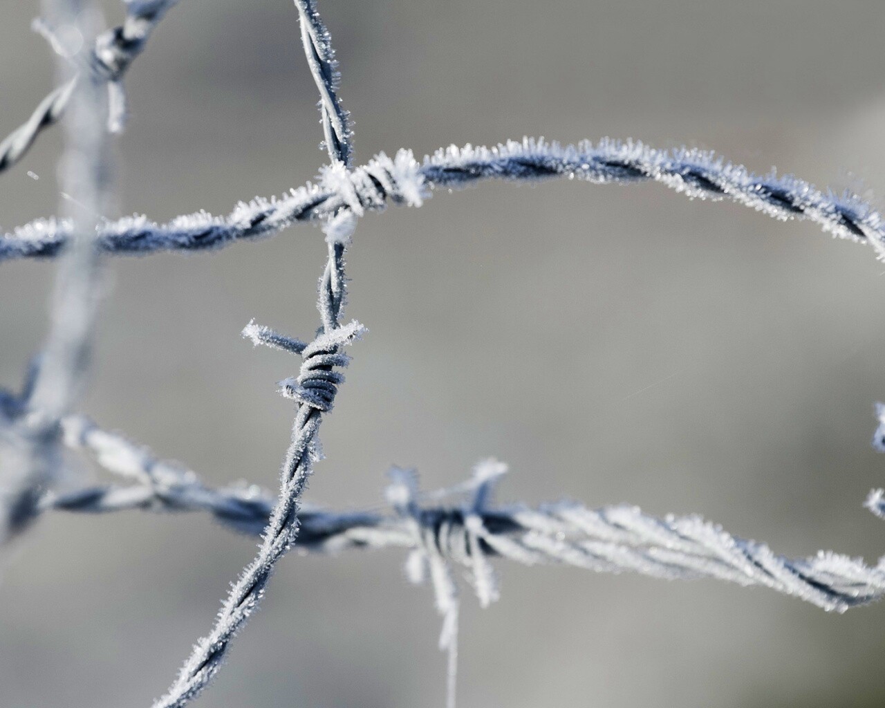 Замерзшая колючая проволока обои