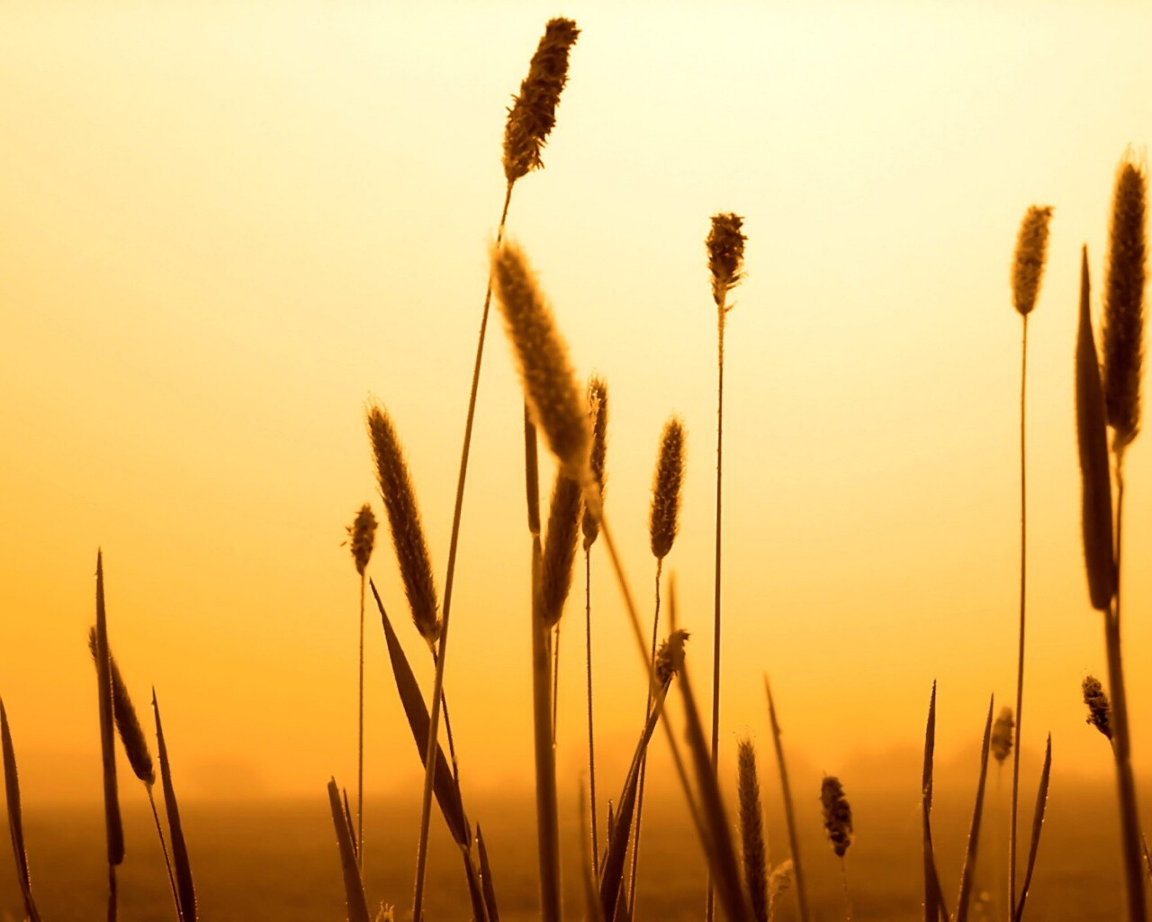 Травинки на закате обои
