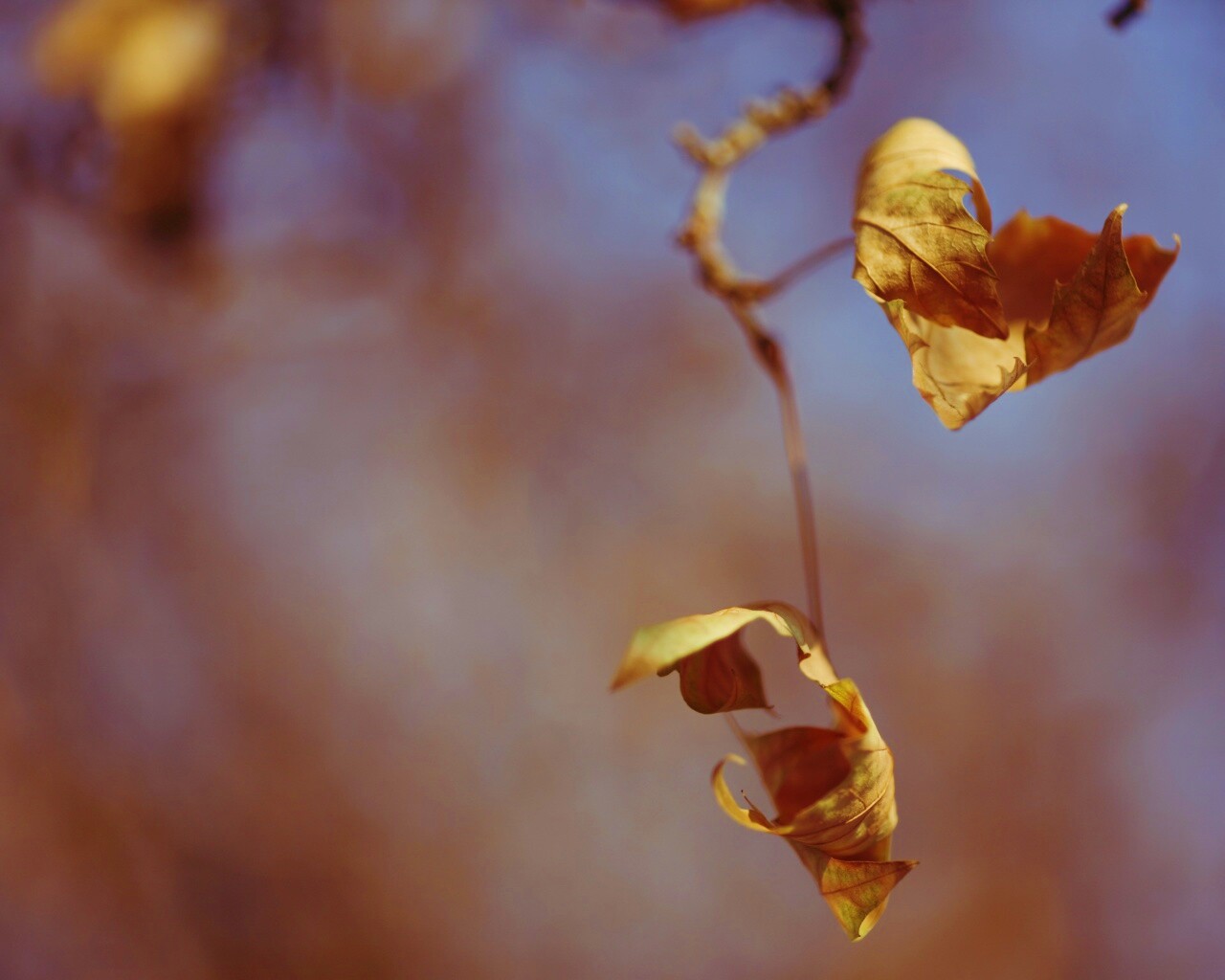 Увядшие листья обои
