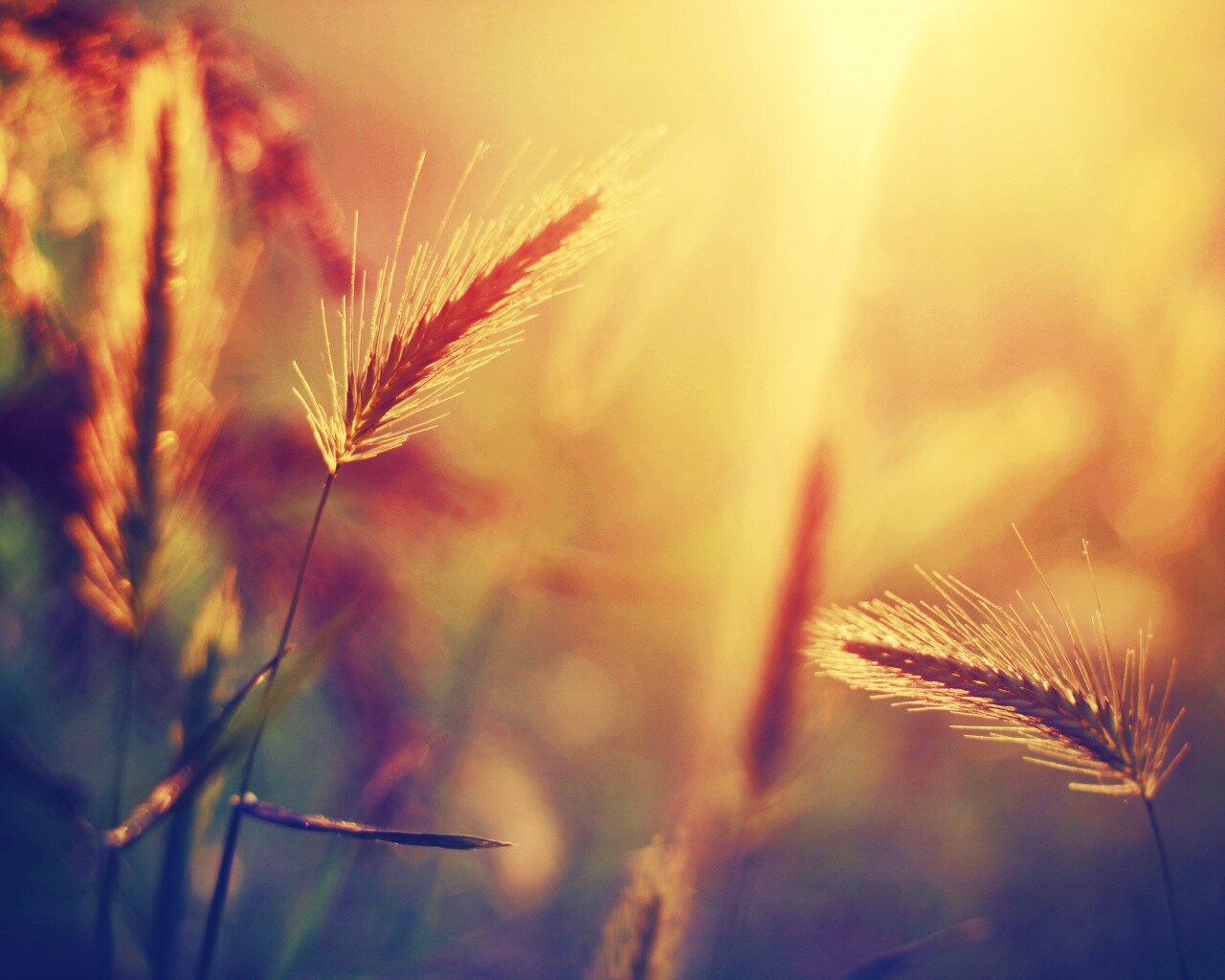 Травинки на солнце обои