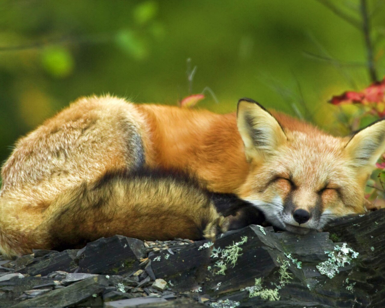 Спящая лиса обои