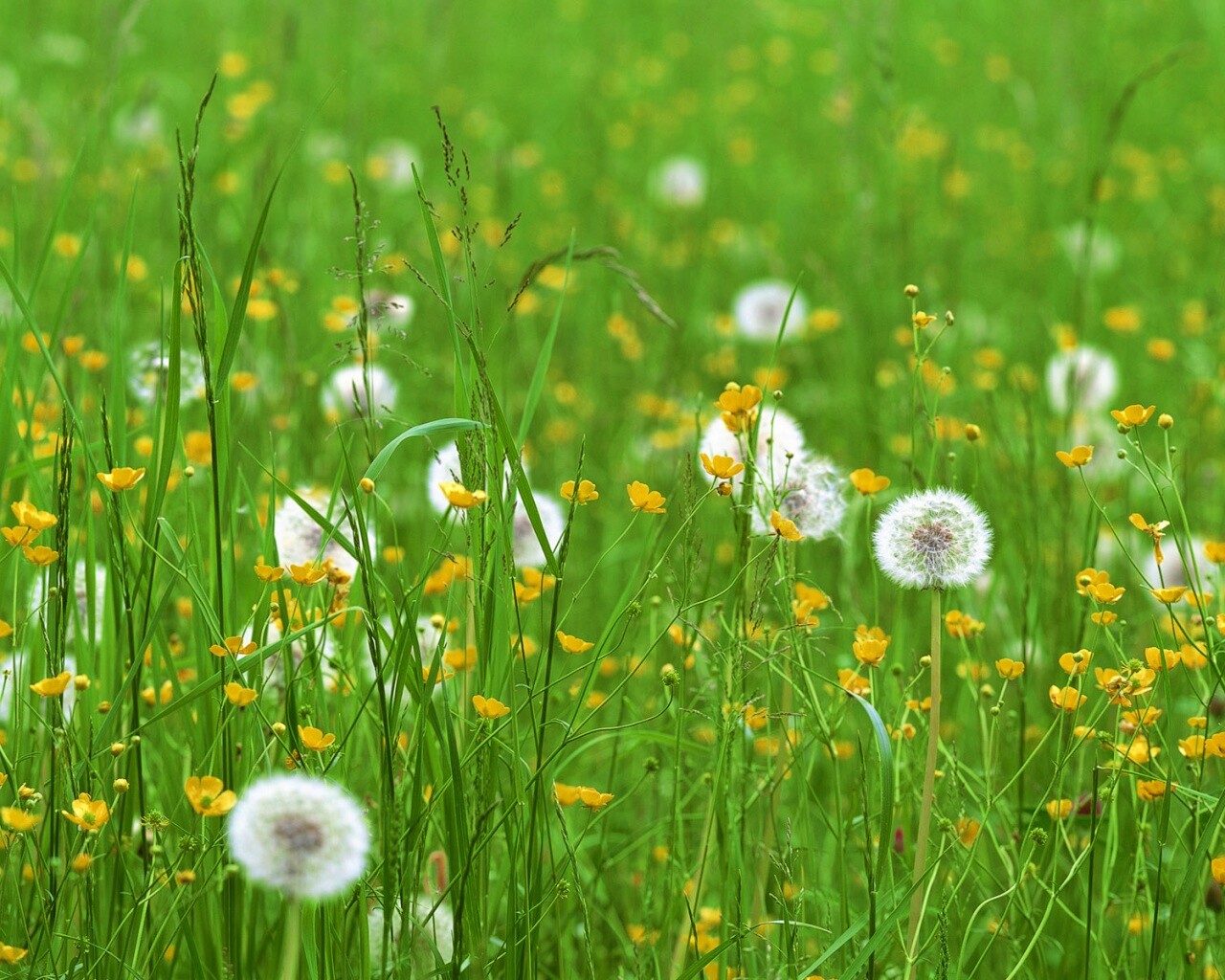 Поле одуванчиков обои