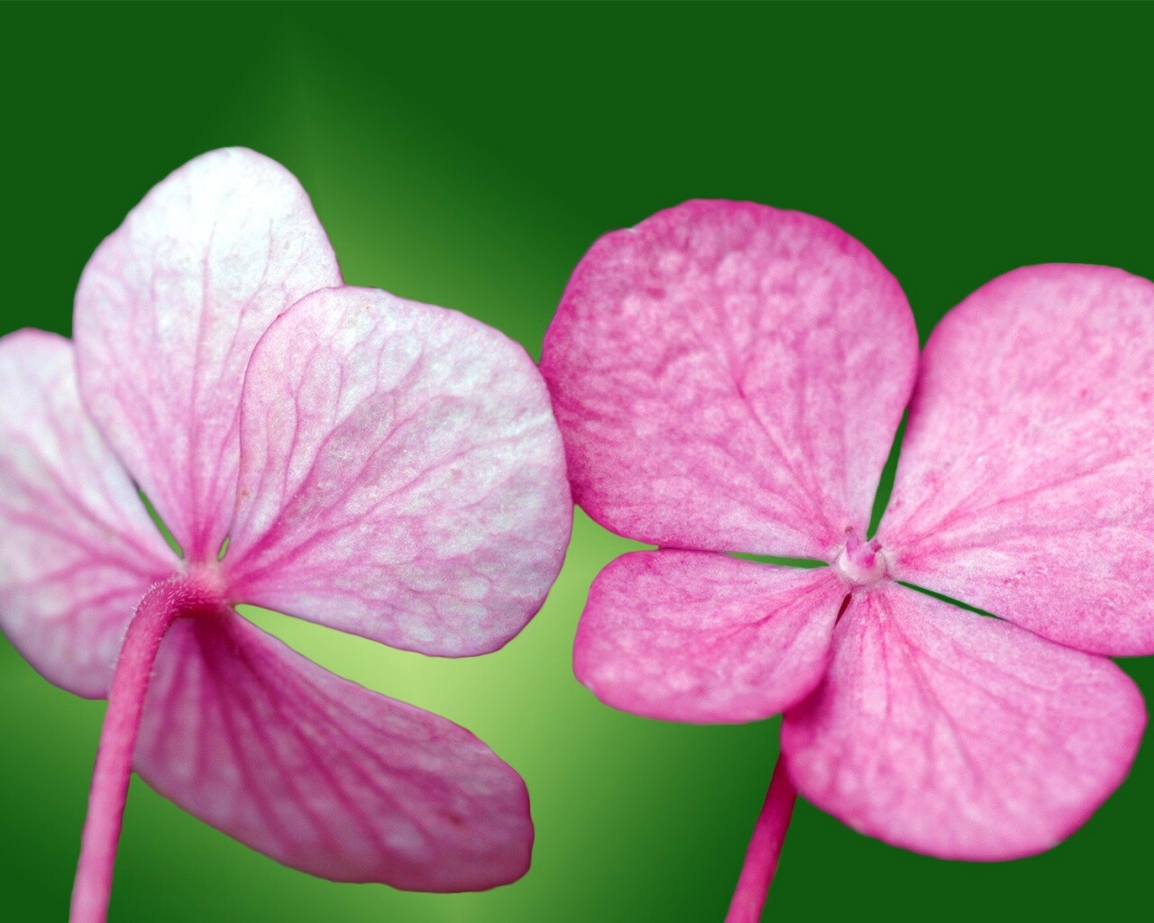 Розовые лепрестки обои