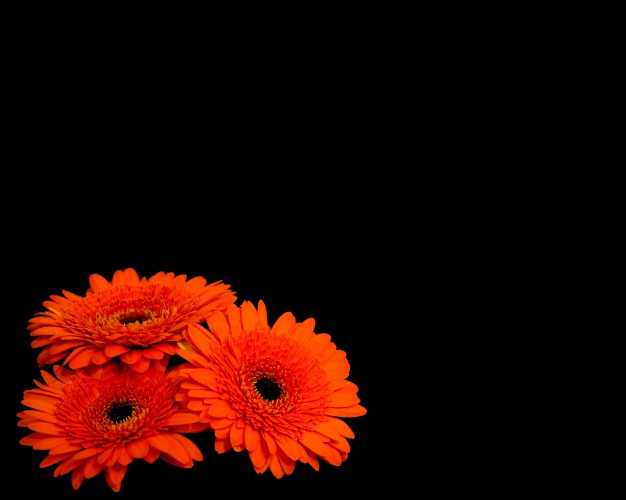 Красные герберы обои