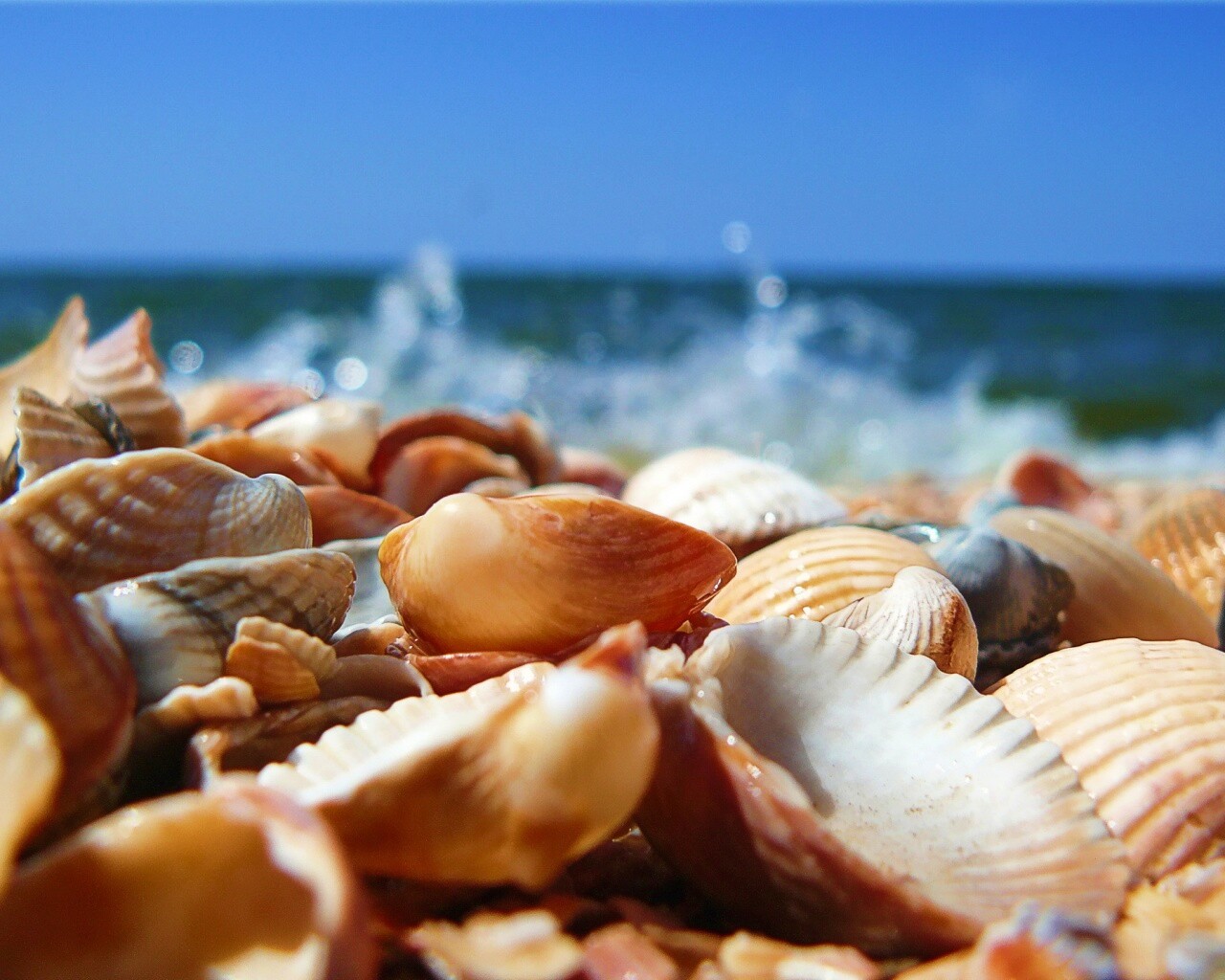 Морские ракушки обои
