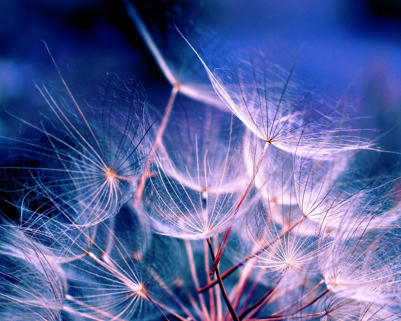 Семена одуванчика обои