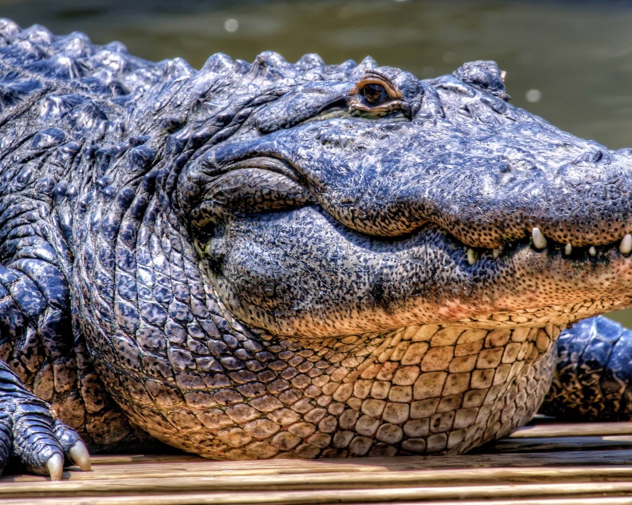 Синий крокодил обои