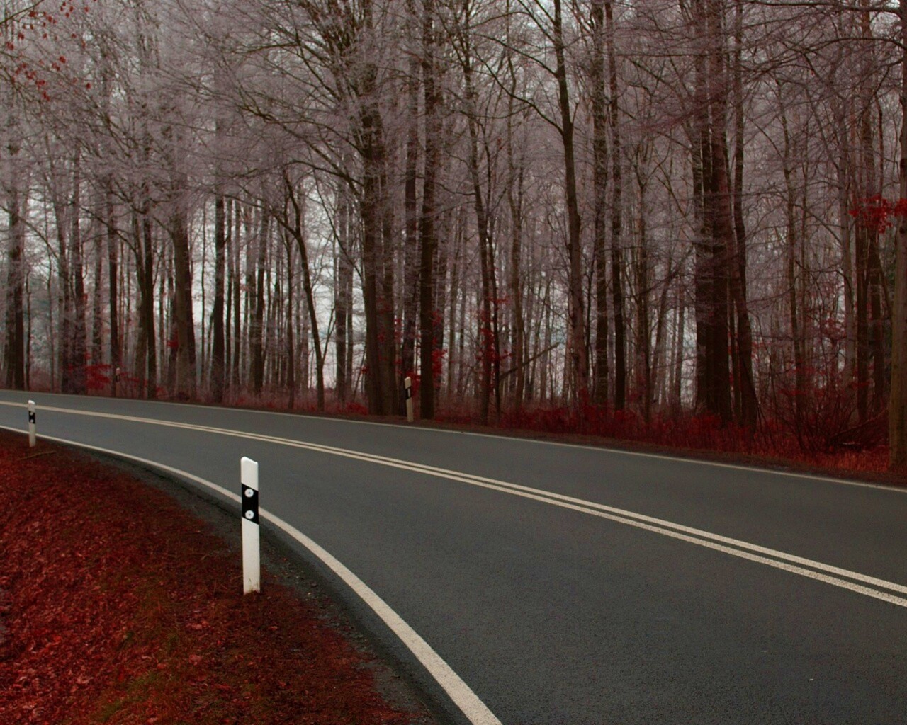 Дорога в осеннем лесу обои