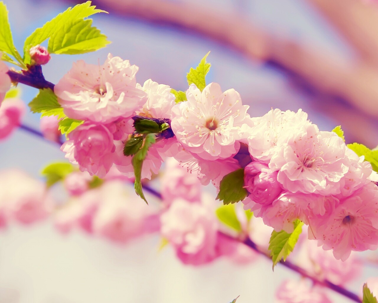 Ветка с цветами обои