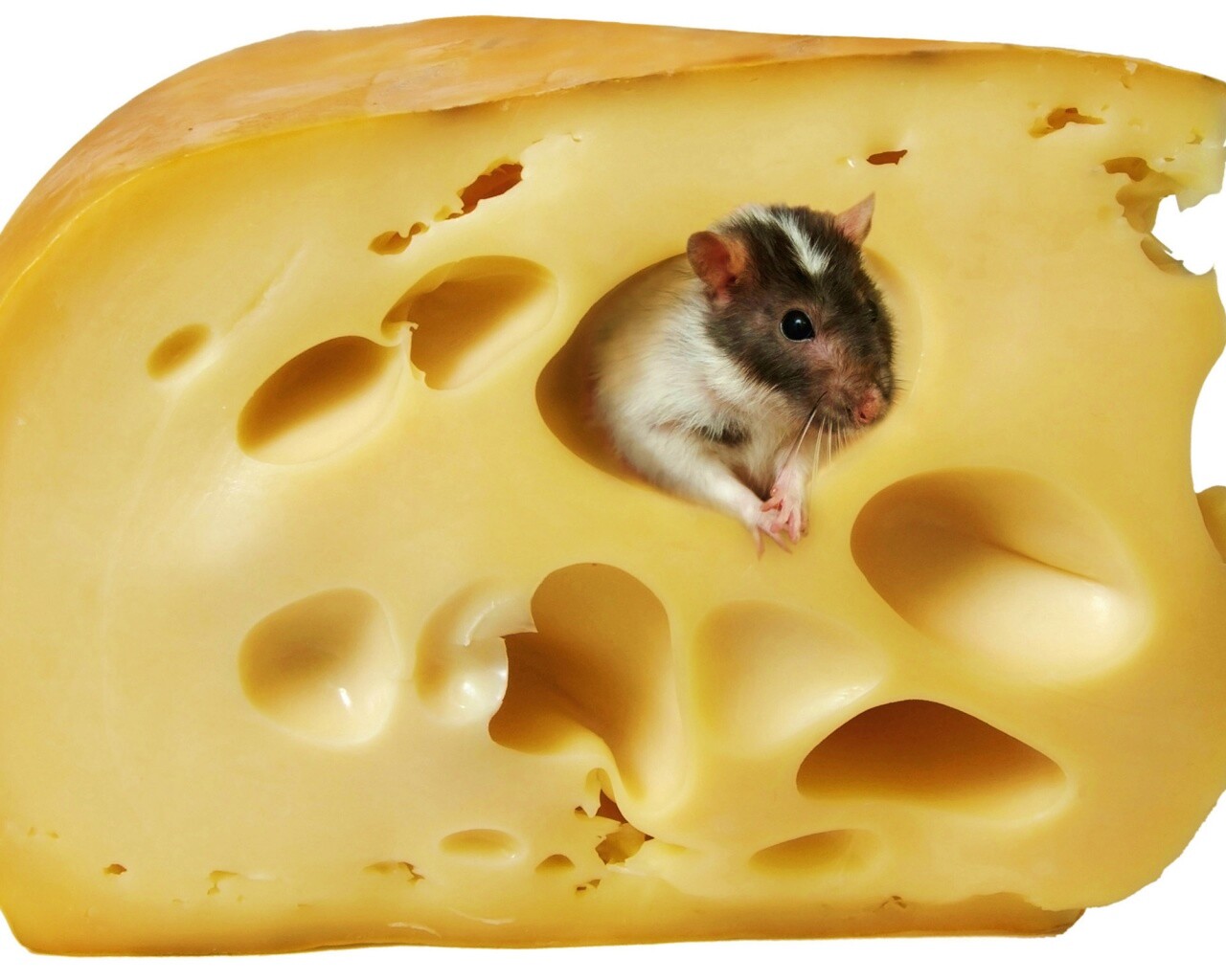 Мышка в сыре обои