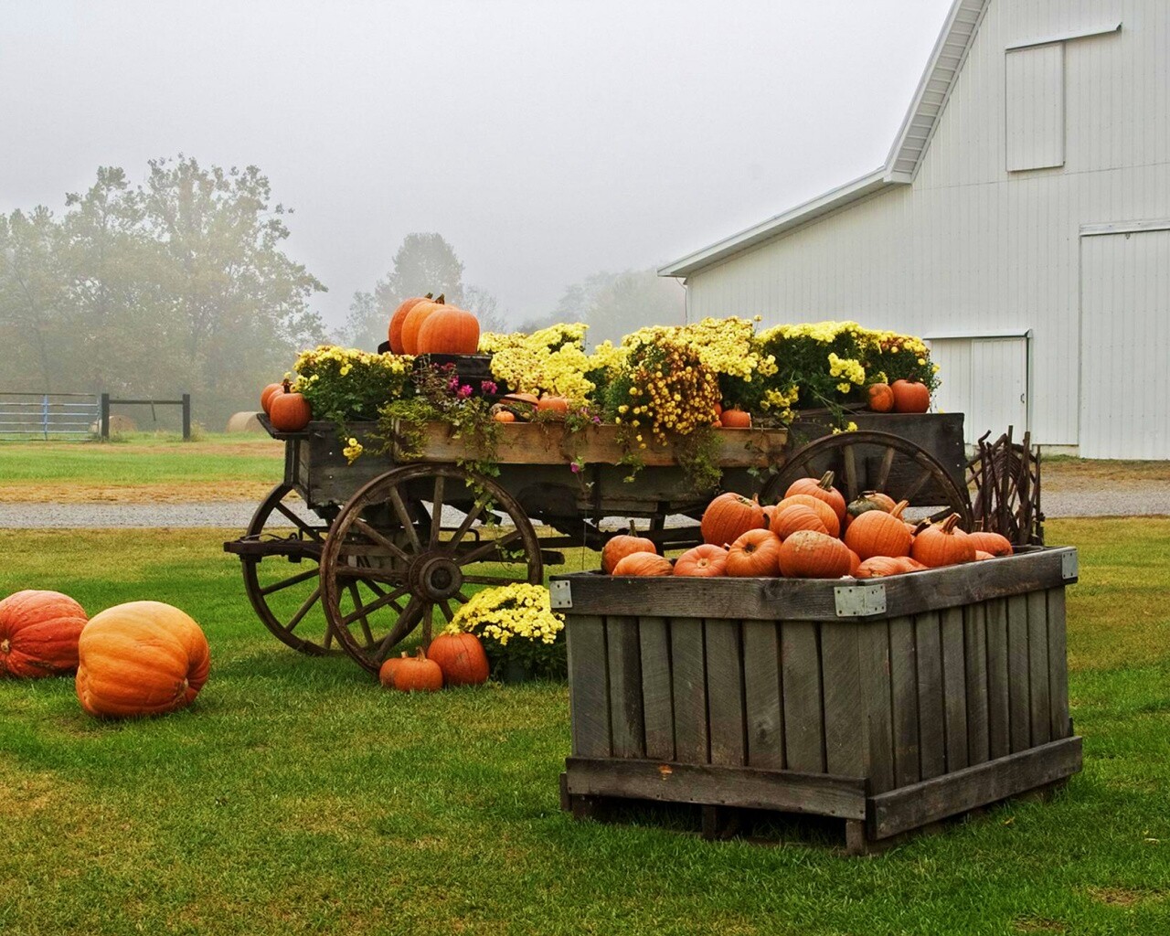 Урожай тыков обои