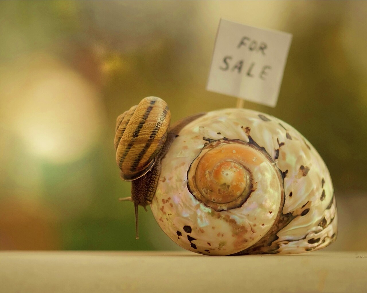 Улитка приматрвиает новый дом обои