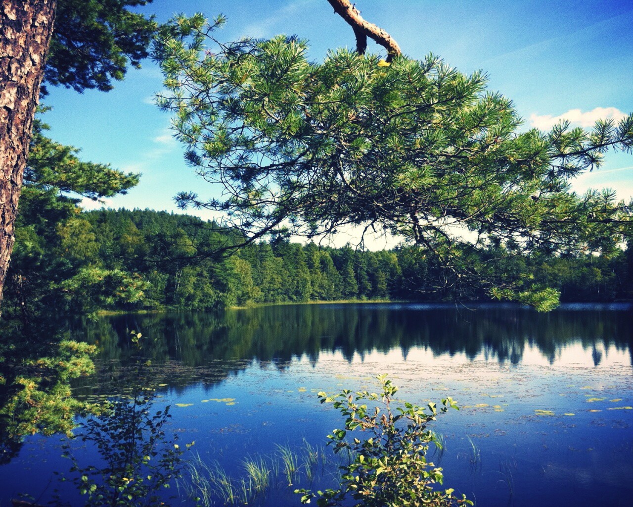 Ветка сосны над озером обои