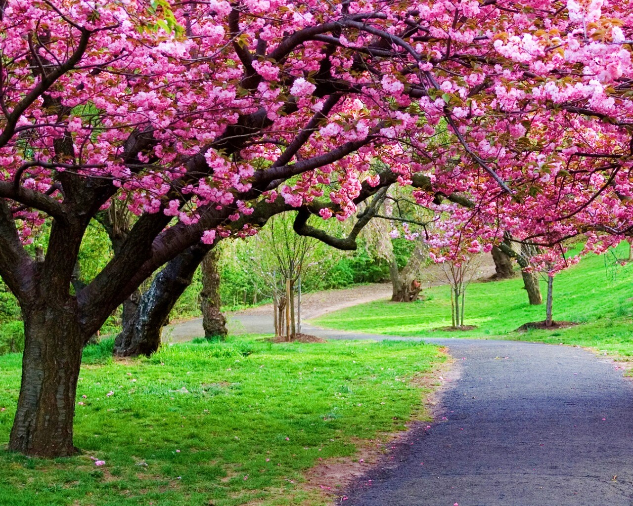 Дорожка между деревьями обои