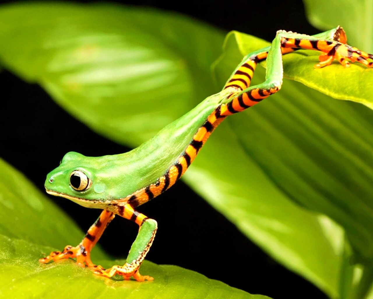 Лягушка переползает с листа на лист обои