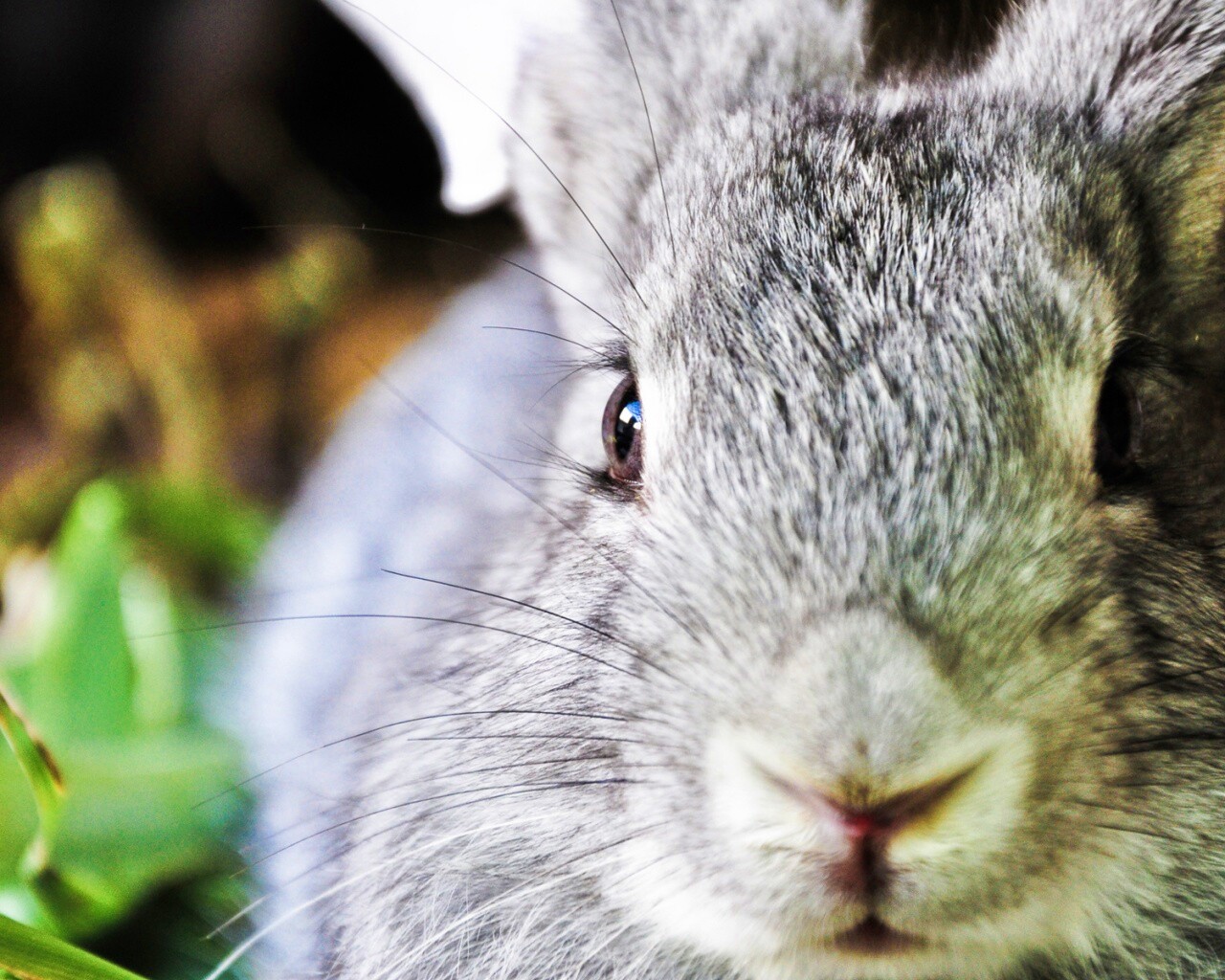 Пухлый кролик обои