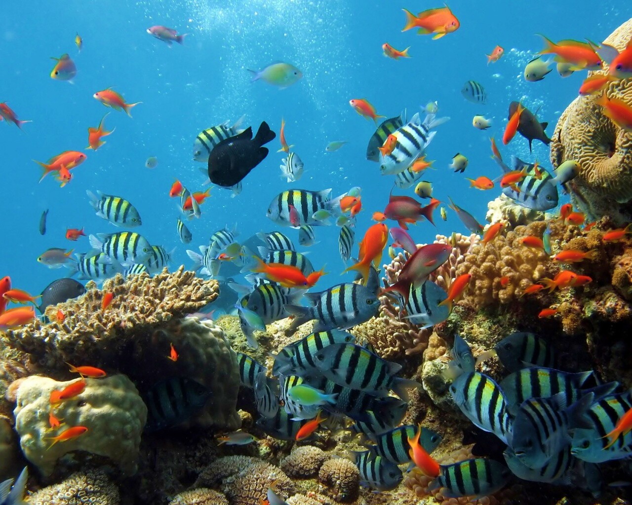 Жизнь в корраловом рифе обои