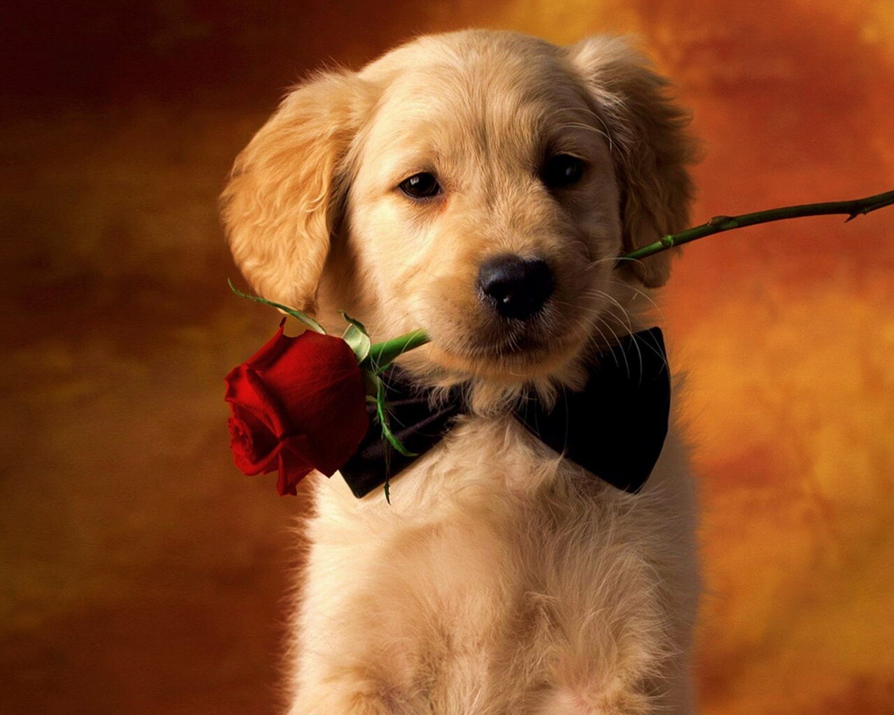 Щенок с розой в зубах обои