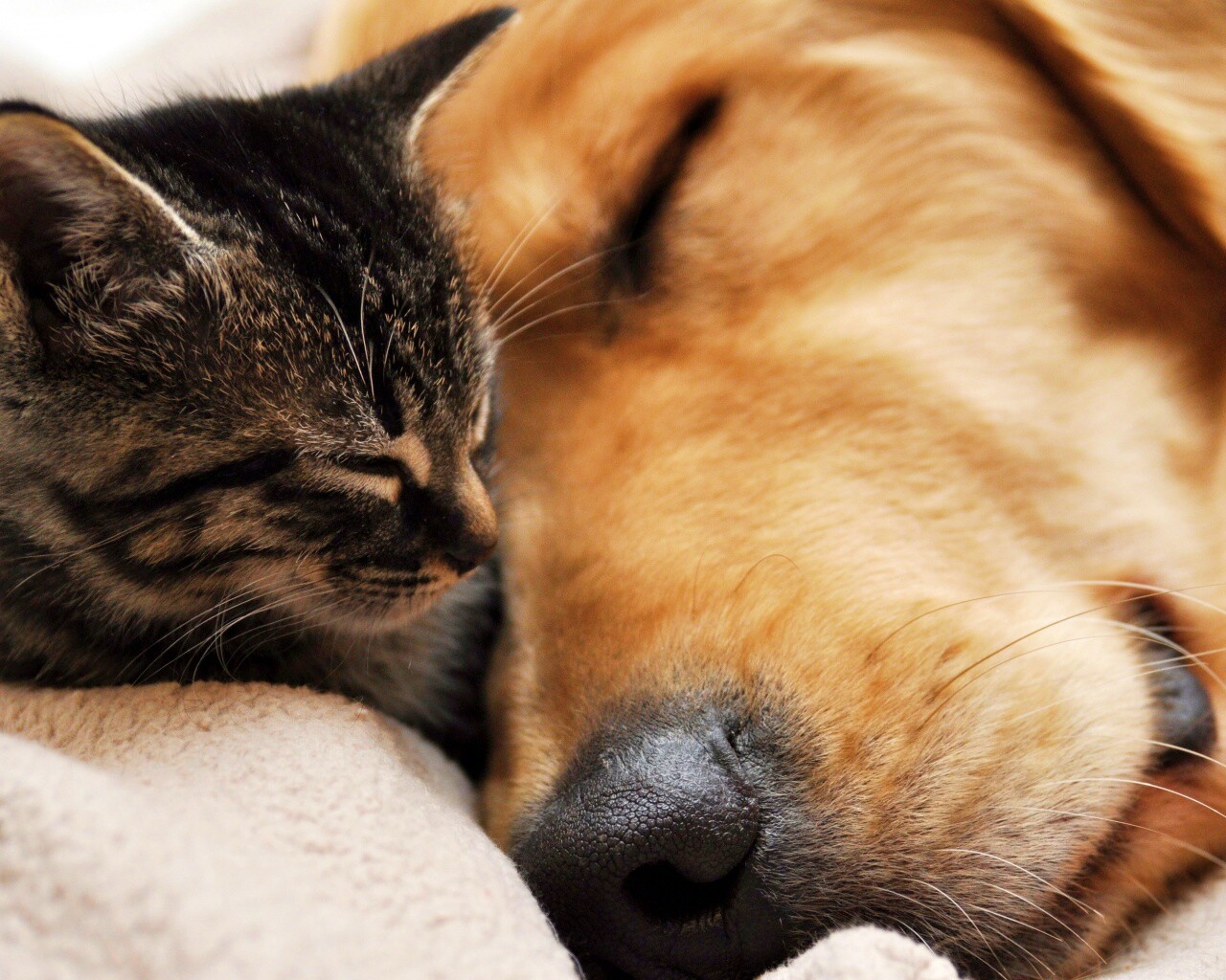 Кошка спит с собакой обои