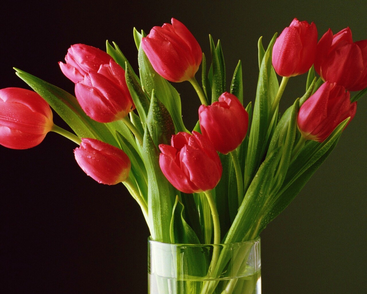 Букет тюльпанов обои