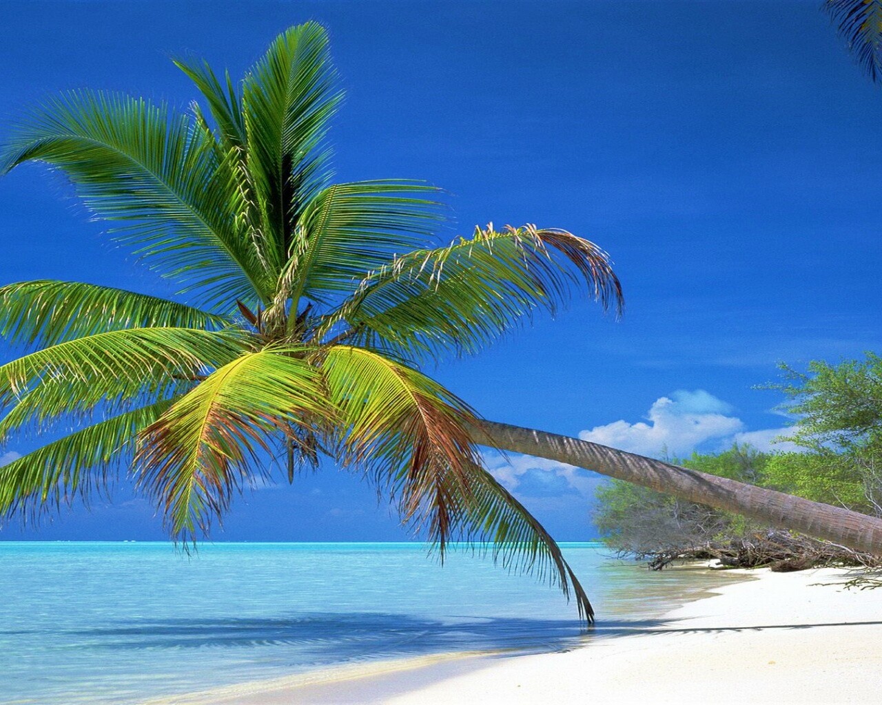 Пальма над водой обои