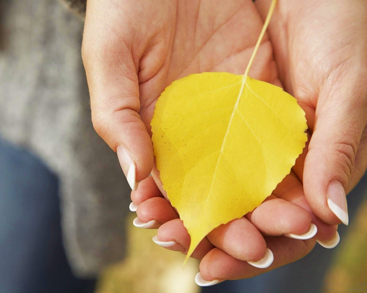 Осенний лист в руках обои