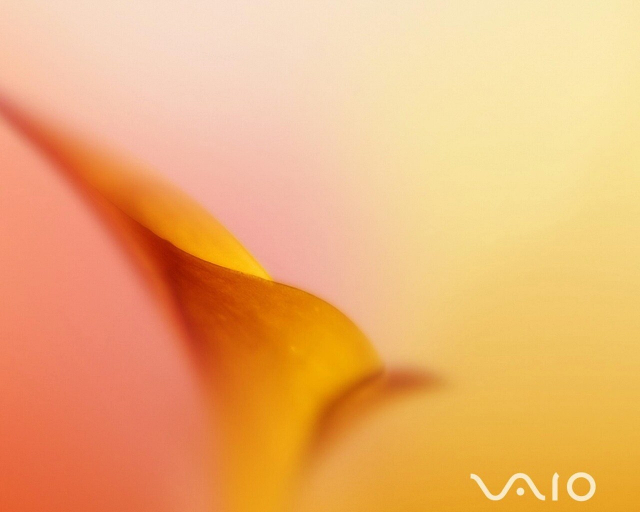 Цветок и логотип Vaio обои