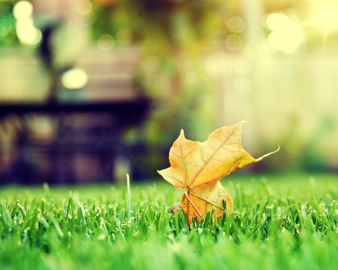 Зеленый лист на траве обои