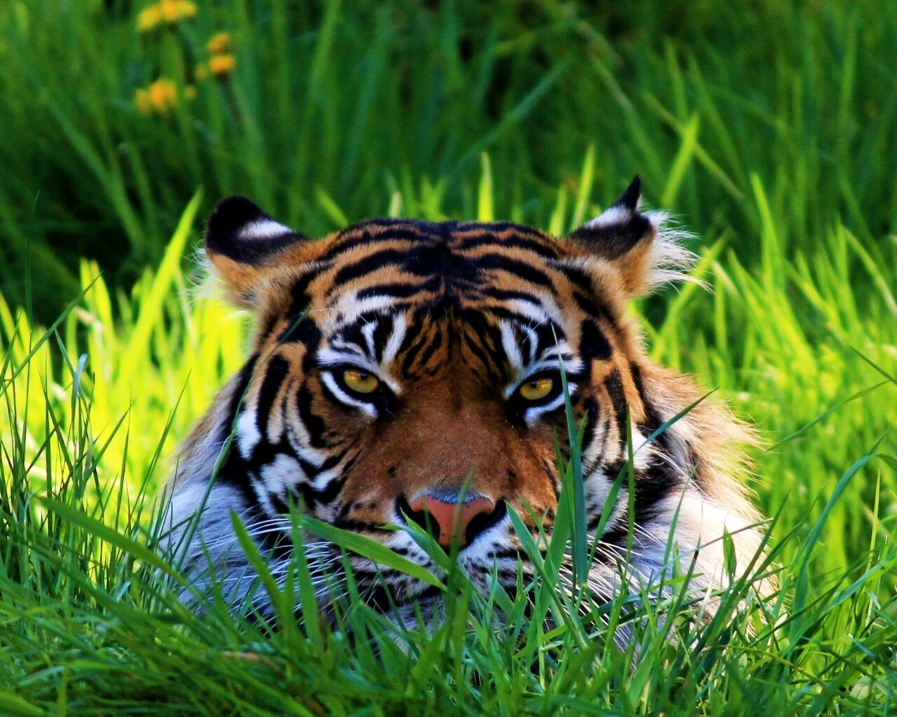 Морда тигра в траве обои