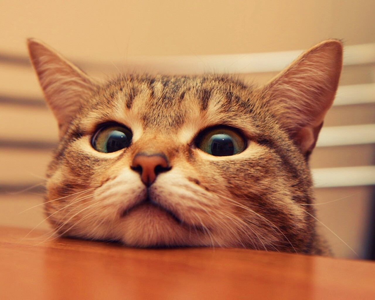 Любопытный котейка обои