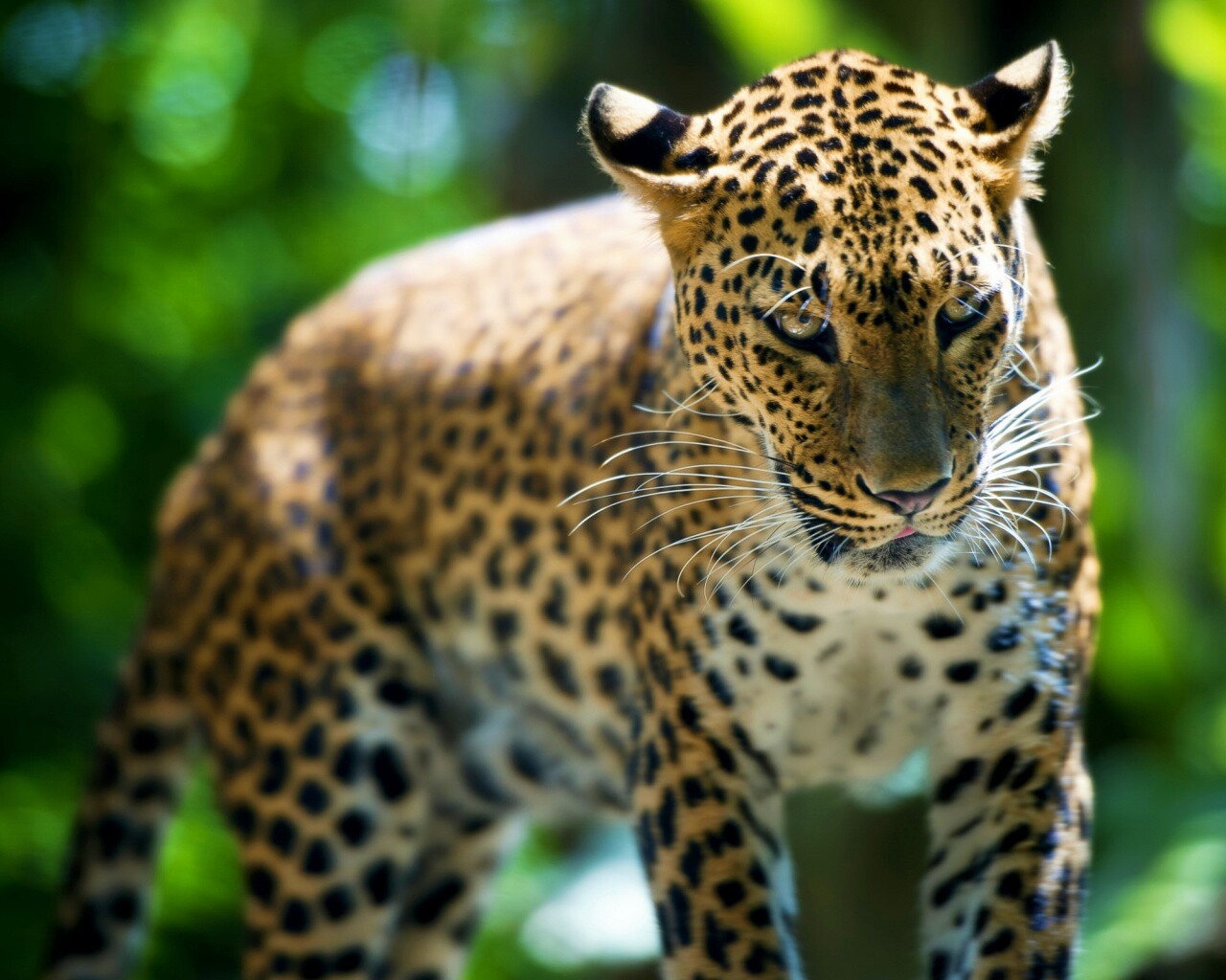 Леопард в сингапурском зоопарке обои
