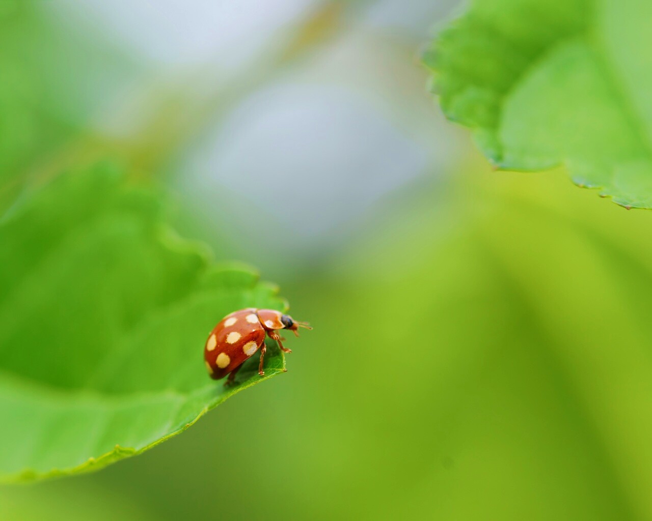 Божья коровка обои