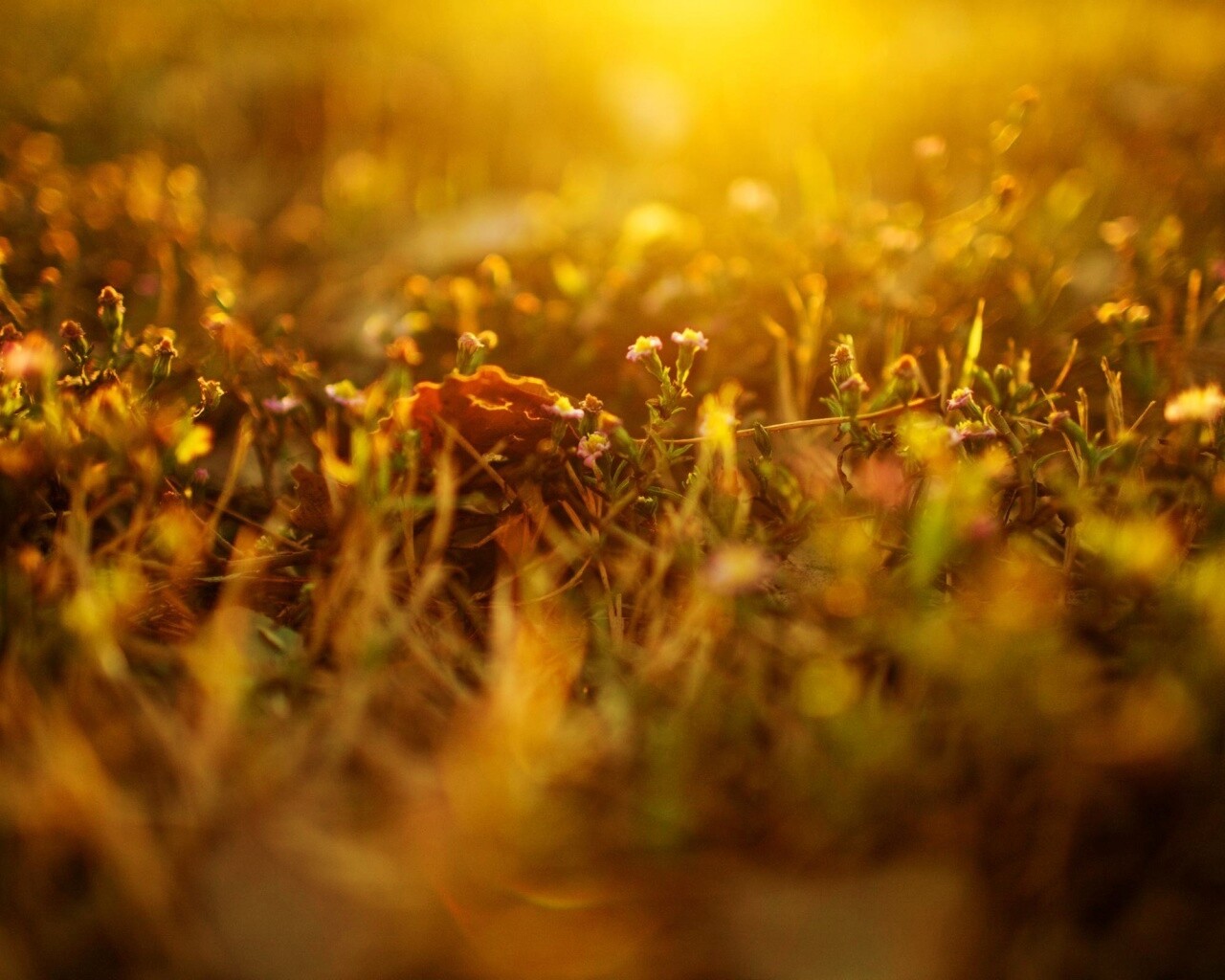 Полевые цветы в закатном солнце обои