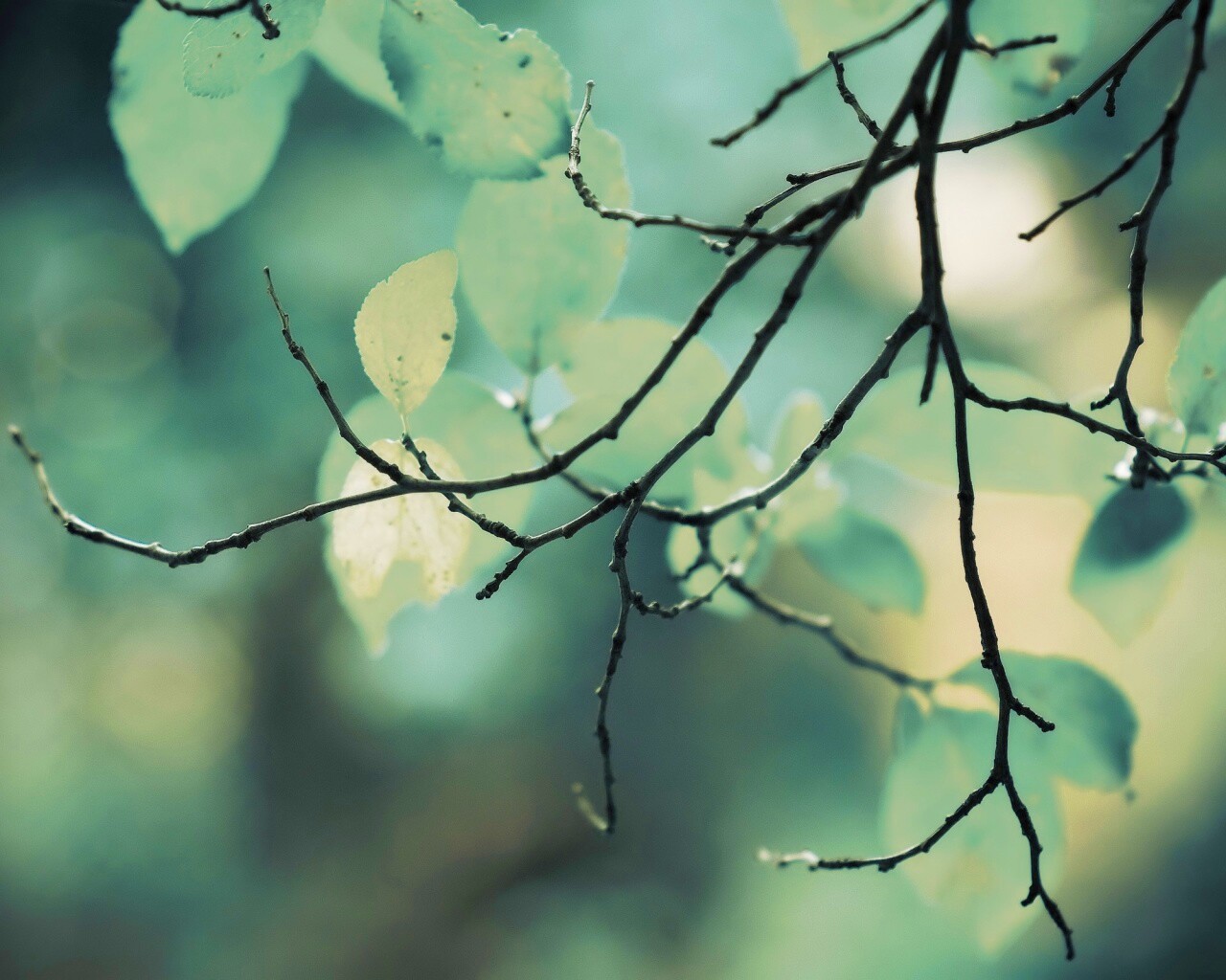 Осенние ветки без листьев обои