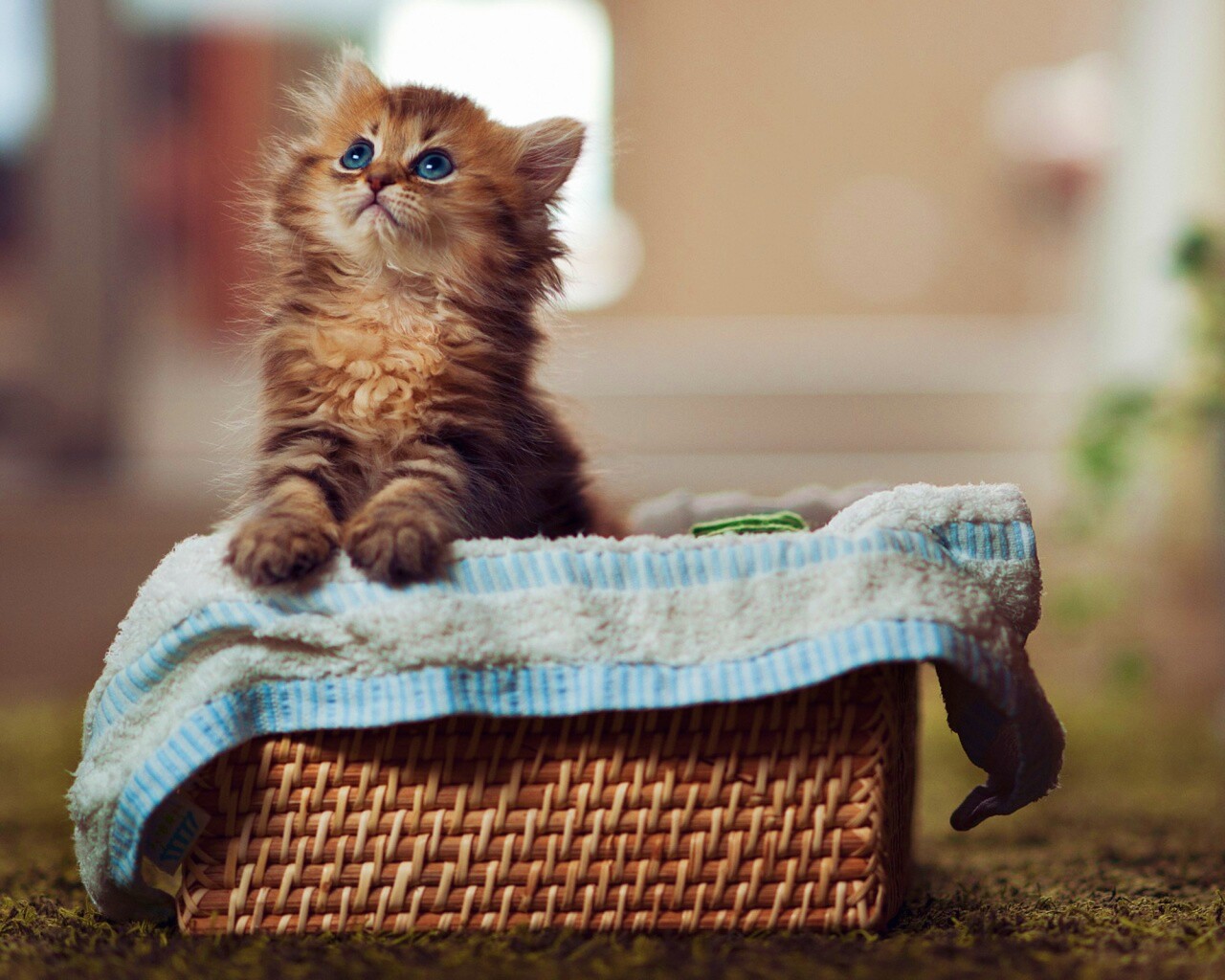 Маленткий котенок обои