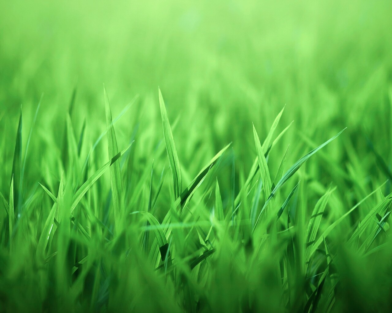Трава обои