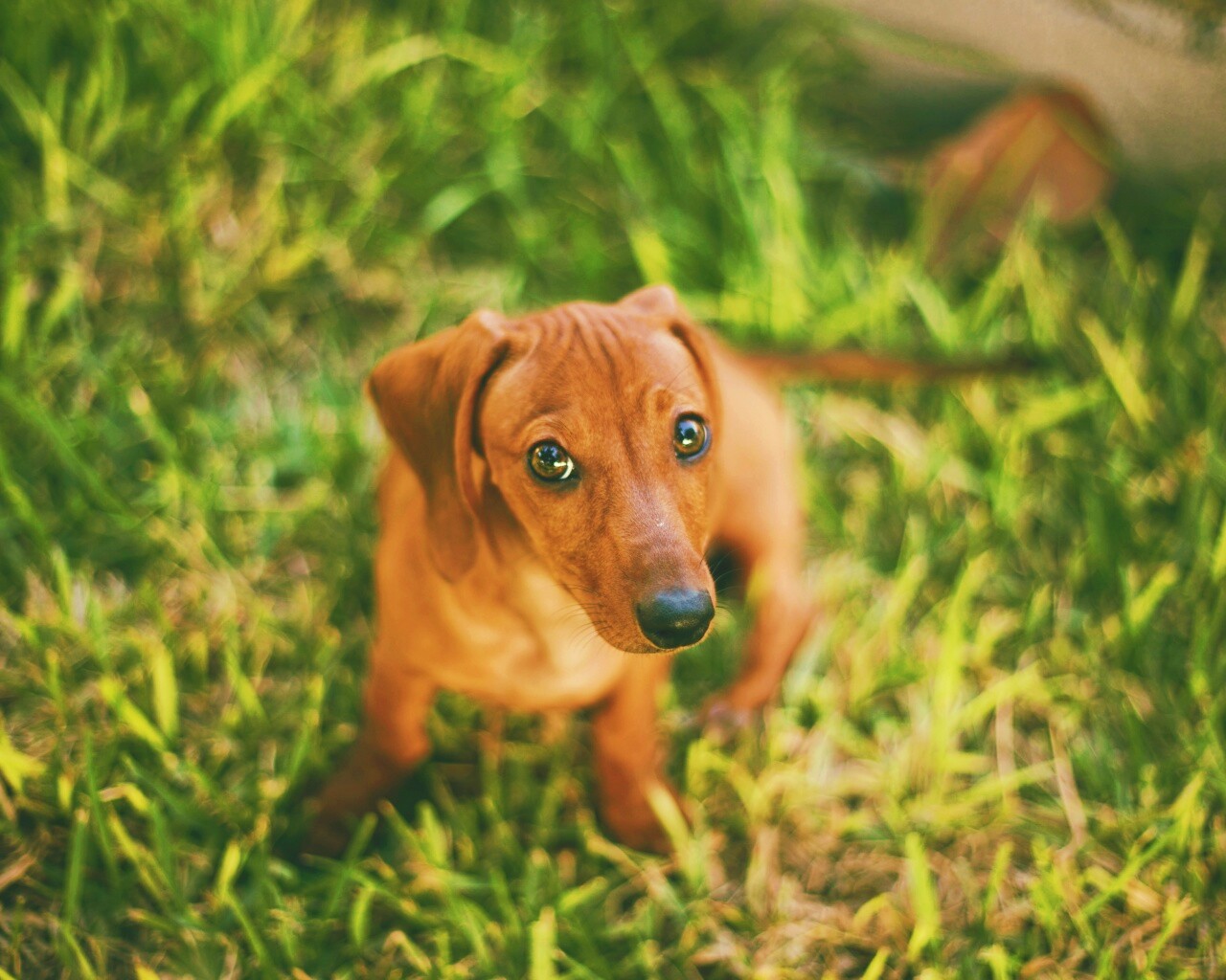 Маленькая милая такса обои