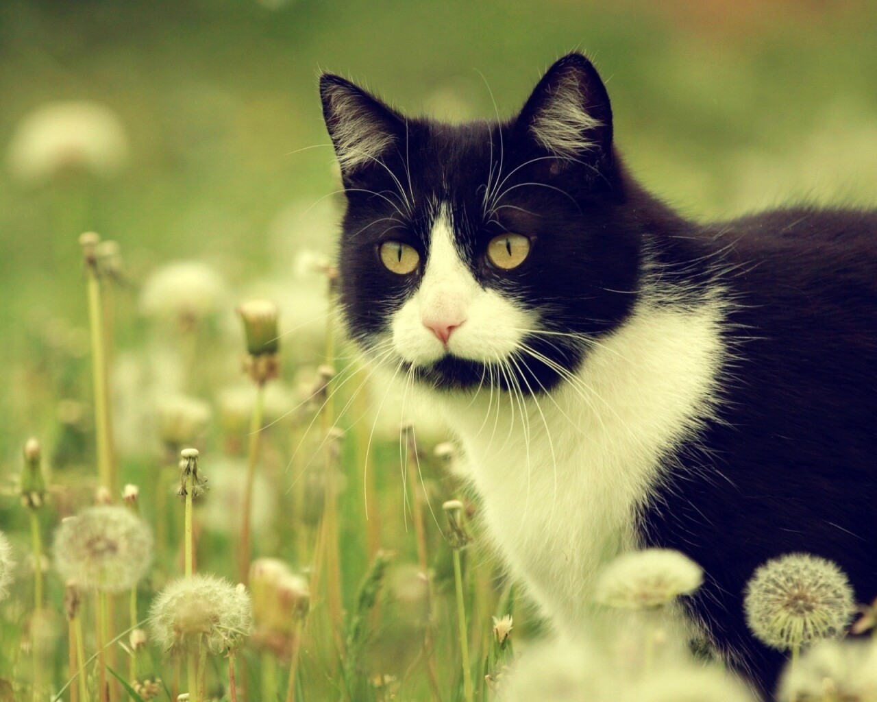 Кот в одуванчиках обои