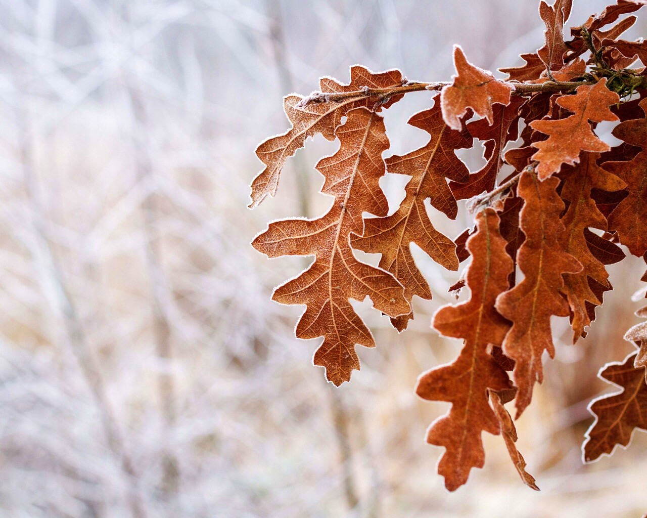 Дубовые листья обои